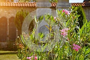 Flowers of pink color on a background of a stone wall