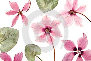 The flowers pink cyclamen dried pressed herbarium