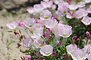 flowers of a pink evening primrose