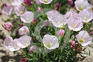 flowers of a pink evening primrose in the sun