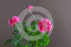 Flowers of pink geranium on a brown background