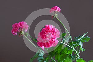 Flowers of pink geranium on a brown background