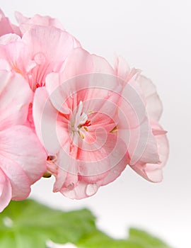 Flowers of pink geranium closeup