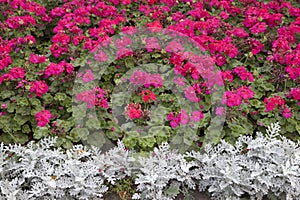 Flowers pink geranium in full frame