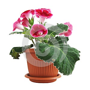 Pink Gloxinia