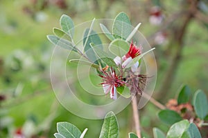 Flowers of pink and green creeper Actinidia , commonly known as variegated-leaf hardy kiwi, a species of deciduous woody