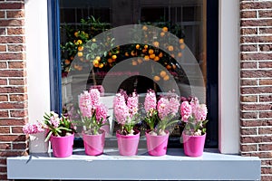 Flowers of pink Hyacinth and orange fruits in pots on a window sill.