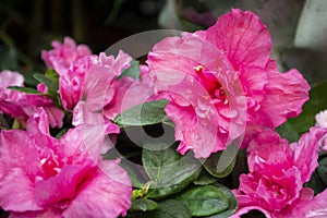 Flowers of pink japanese azalia Kermesina Rous or rhododendron simsii. Purple azalia blossom.