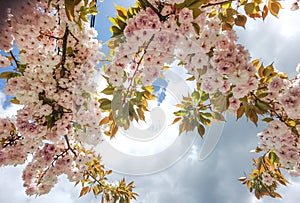 Flowers pink of japanish cherry tree ornamental blue sky and leaves