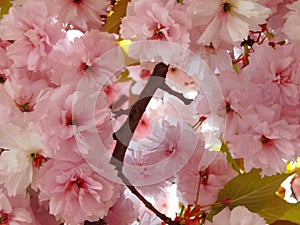 Flowers pink of japanish cherry tree ornamental blue sky and leaves