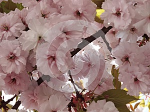 Flowers pink of japanish cherry tree ornamental blue sky and leaves