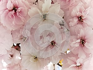 Flowers pink of japanish cherry tree ornamental blue sky and leaves