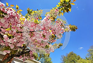 Flowers pink of japanish cherry tree ornamental blue sky and leaves