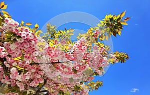 Flowers pink of japanish cherry tree ornamental blue sky and leaves