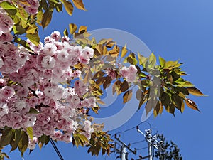 Flowers pink of japanish cherry tree ornamental blue sky and leaves