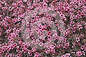 Flowers of a pink Leptospermum hybrid