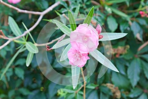 Flowers of pink oleander