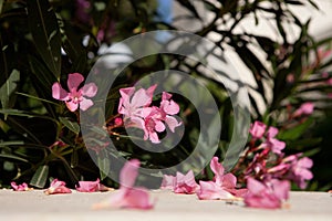 Flowers of pink oleander