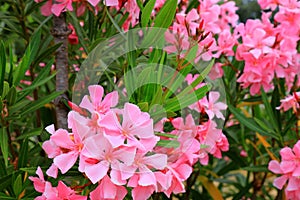 Flowers pink oleander bloomed in spring. Nerium oleander, Shrub, tree, garden plant for medicine, pharmacology, cosmetics, disease