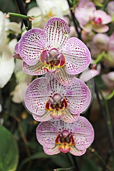 Flowers of pink orchids close-up