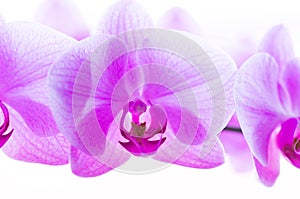 Flowers. Pink orchids. White background