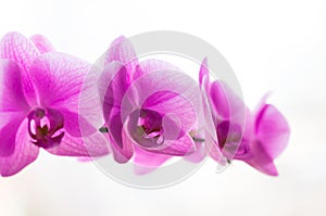 Flowers. Pink orchids. White background