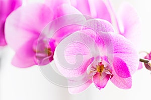 Flowers. Pink orchids. White background