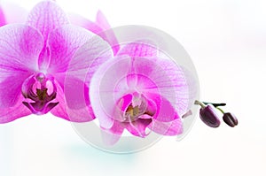 Flowers. Pink orchids. White background