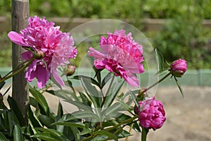 Flowers of pink peony on a green grass background. Summer blooming meadow