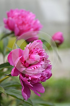 Flowers of pink peony on a green grass background. Summer blooming meadow
