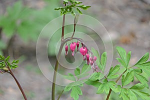 Flowers with pink petals, in the shape of a round box, similar to fruits.