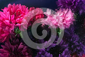 Flores de rosa a púrpura húmedo colores 