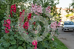 Flowers of pink and red mallow or stockrose Alcea rosea L. bloom on the lawn near the driveway on a summer day