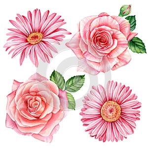 Flowers, pink roes and gerbera isolated white background, watercolor illustration