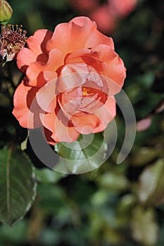 Flowers - pink roses, variety `Westerland`.