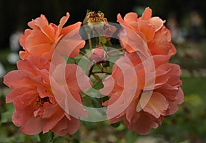 Flowers - pink roses, variety `Westerland`.