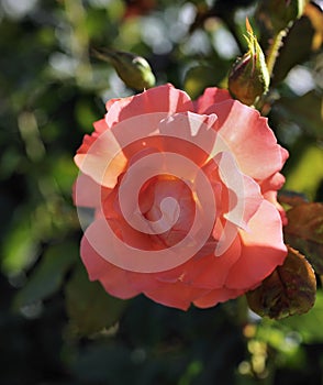 Flowers - pink roses, variety `Westerland`.