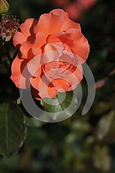 Flowers - pink roses, variety `Westerland`.