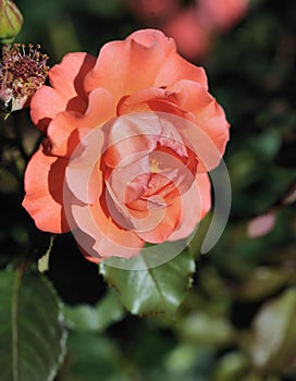 Flowers - pink roses, variety `Westerland`.