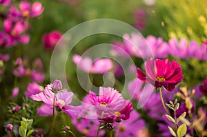 Flowers in pink tones with large blurs photo