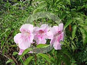 Flowers of pink trumpet vine