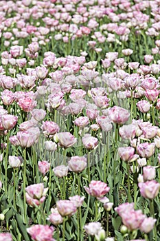 Flowers of pink tulips, blooming meadow.