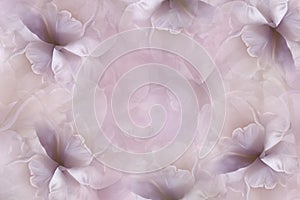 Flowers pink-violet background . Purple-white large petals flowers tulip. floral collage. Flower composition.