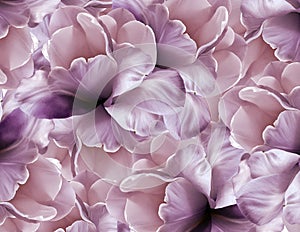 Flowers pink-violet background . Purple-white large petals flowers tulip. floral collage. Flower composition.
