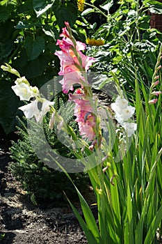 Flowers of pink and white sword lilies