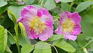 Flowers of a pink wild rose