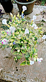 Flowers plan Ã°Å¸âÂ Ã°Å¸âÂ