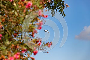 Flowers and Plane Flying