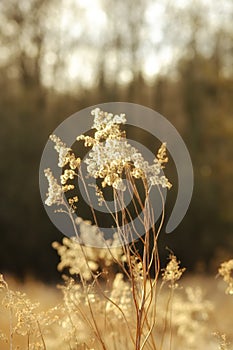 Flowers, plant and autumn outdoor in forest, environment and nature in rural South Africa. Grassland, ecosystem and