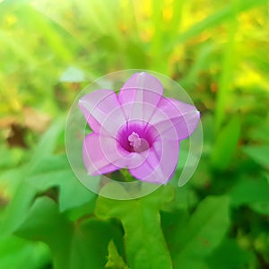 Flowers from the plant Ipomoea triloba, species Ipomoea morning glory.